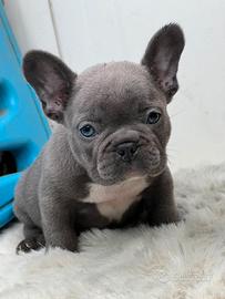 Bulldog francese
