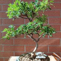 Bonsai di Pepe cinese (Xanthoxylum piperitum)