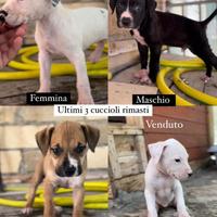 Disponibili cuccioli di pitbull ukc