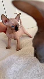 Gatto - Cuccioli Sphynx