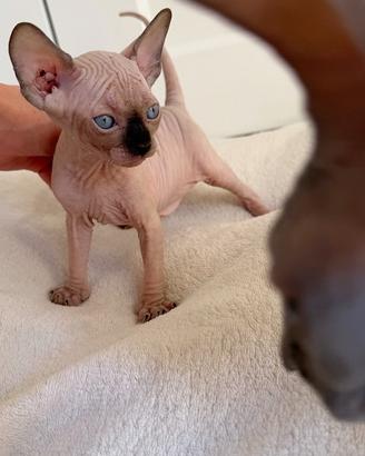 Gatto - Cuccioli Sphynx