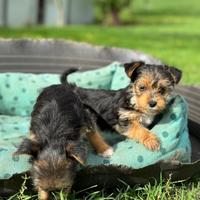 Jack Russell/Yorkshire