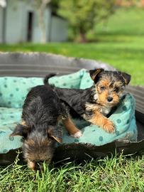 Jack Russell/Yorkshire