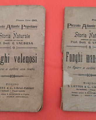 FUNGHI MANGERECCI – FUNGHI VELENOSI