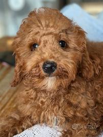 Cani Barboncino Toy cucciolo