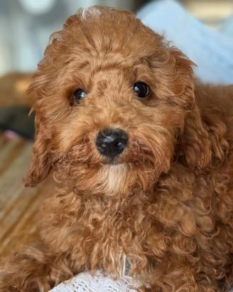 Cani Barboncino Toy cucciolo