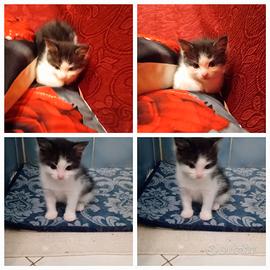 Meravigliosi gattini a pelo semilungo