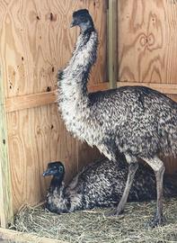 Emù, cigni, alpaca