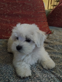 Cuccioli maltesi mini toy