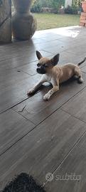Chihuahua 