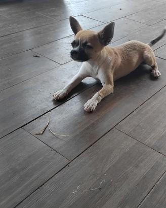 Chihuahua 