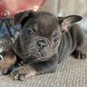 cuccioli-bulldog-francesi-blu-m-e-f