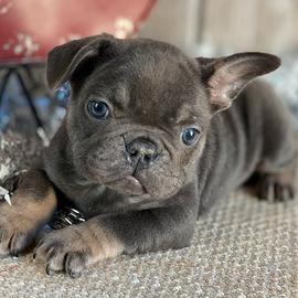 Cuccioli bulldog francesi blu