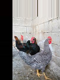 Gallo Amrocks
