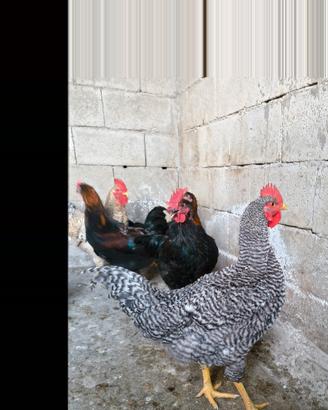 Gallo Amrocks