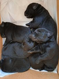 Cucciolata labrador neri