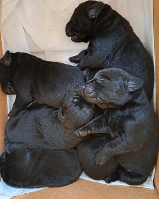Cucciolata labrador neri