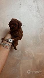 Cucciolandia