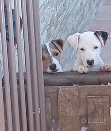 Cani jack russell
