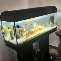 Aquario completo di pesci , piante e decorazioni