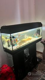 Aquario completo di pesci , piante e decorazioni