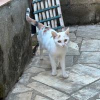 Gatto zona aprilia, latina o limitrofe