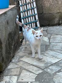 Gatto zona aprilia, latina o limitrofe