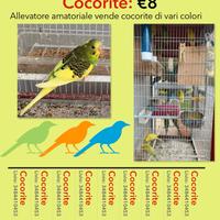 Cocorite