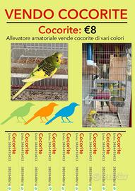 Cocorite
