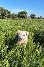 Cani futura taglia media