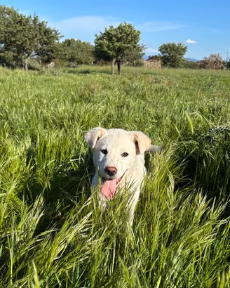 Cani futura taglia media