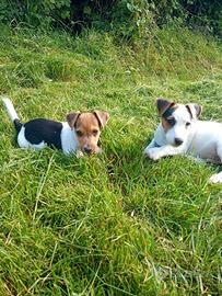 Jack Russell