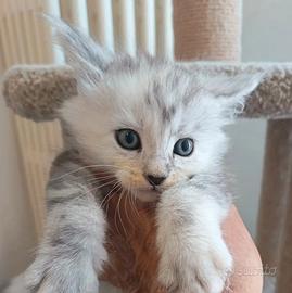 Maine Coon cuccioli pedigree