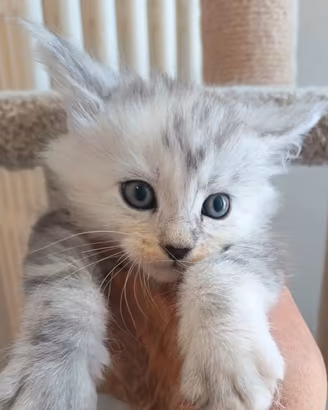Maine Coon cuccioli pedigree