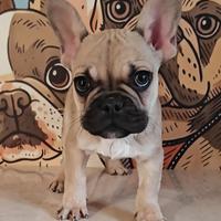 Bulldog francese