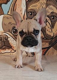 Bulldog francese