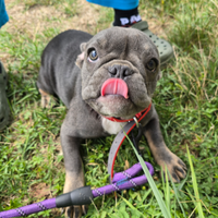 Cucciolo di bulldog francese