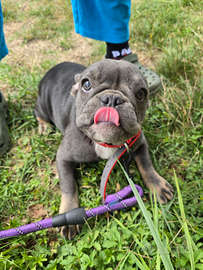 Cucciolo di bulldog francese