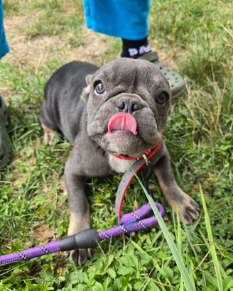 Cucciolo di bulldog francese