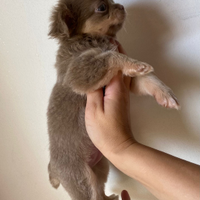 Chihuahua pelo lungo