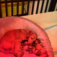 Cucciolo Bassotto Kaninchen nano fulvo