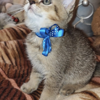 Gattina british Black Golden Shaded