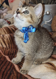 Gattina british Black Golden Shaded