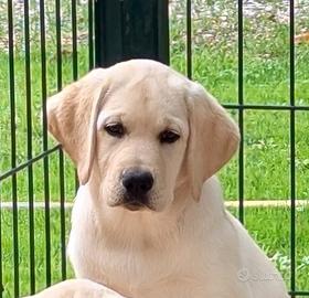 Cuccioli Labrdor miele
