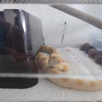 Serpe del grano con teca