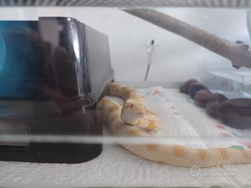 Serpe del grano con teca