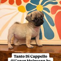 Carlino-cucciolo Allevamento ENCI-FCI