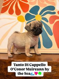 Carlino-cucciolo Allevamento ENCI-FCI