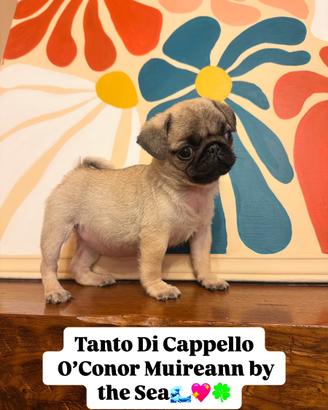 Carlino-cucciolo Allevamento ENCI-FCI