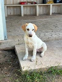 Labrador cucciolp meticcio taglia media